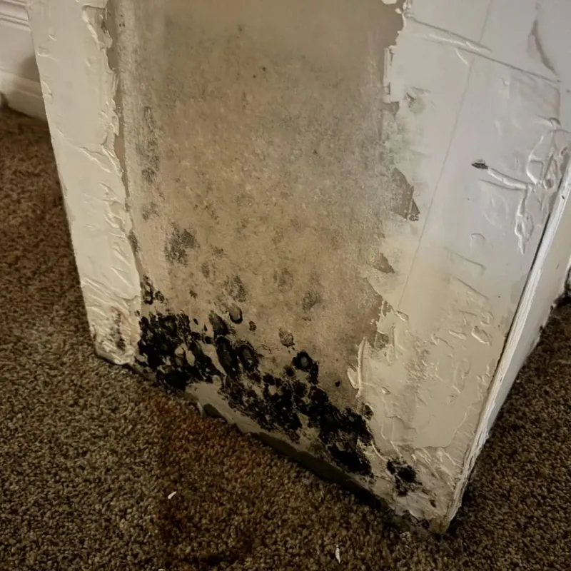 Professional Mold Removal in Ackerman, MS